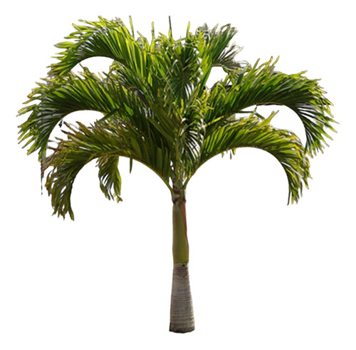 Palmera Real (archontophoenix-cunninghamiana) Varios Tamaños