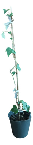 Planta Enredadera Hiedra Ó Hedera Helix