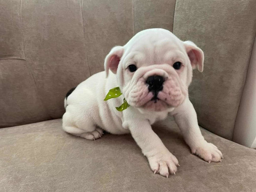 Imagen 5 de 7 de Bulldog Inglés 3 Meses Blanco. Único