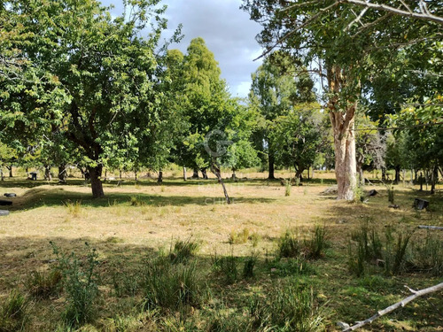 Pradera Y Bosque Nativo I Frutillar