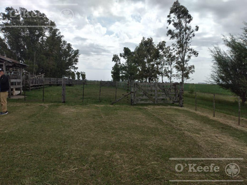 Imagen 10 de 22 de Campo Mixto En Venta En Chivilcoy 60 % Agrícola - Armado