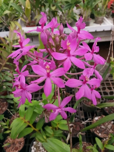 4 Orquídeas Epidendrum 
