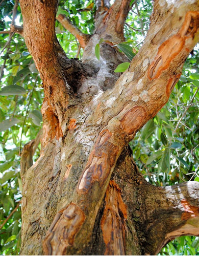 Árbol De Canela ( Cinnamomum Zeylanicum ) Más Semillas  