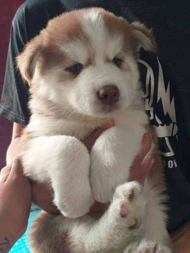 Cachorros Husky Hembra Y Macho