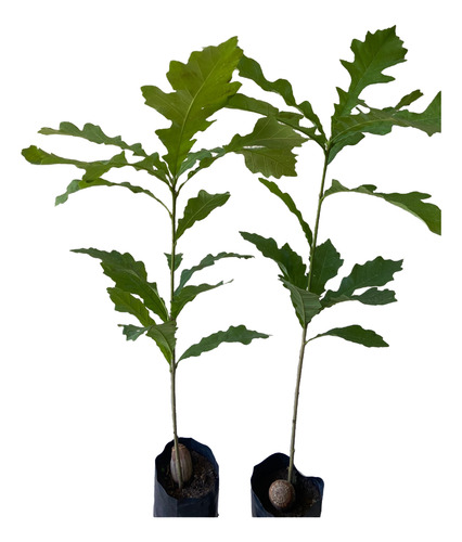 Arbol De Encino Bur De Semilla (bellota) Quercus Macrocapha