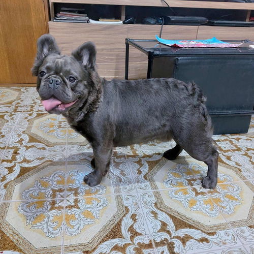Bulldog Francés Hembra Pied Blue Merle