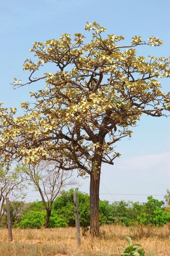 10 Sementes De Peroba Do Cerrado (aspidosperma Subincanum