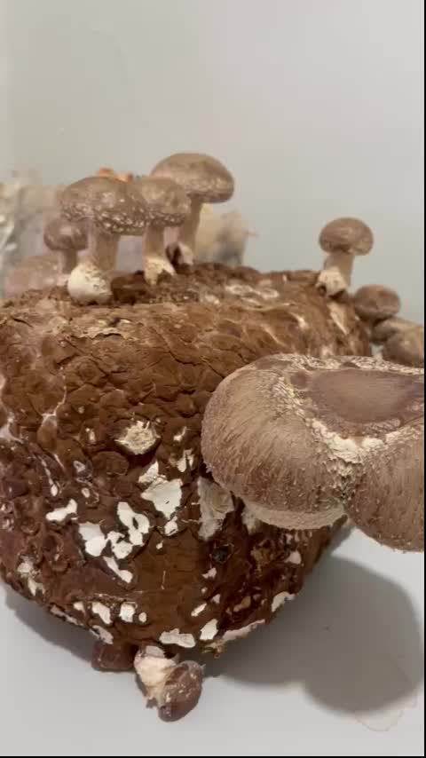 COMO FUNCIONA? PRODUÇÃO DE COGUMELOS SHITAKE EM BLOCOS 