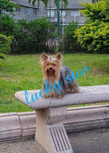Imagen 2 de 5 de Yorkshire Terrier Mini Macho Para Monta