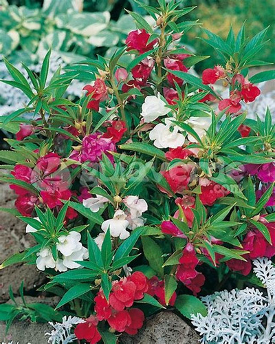 Semillas De Balsamina Doble O Flor De Camelia Prosperidad