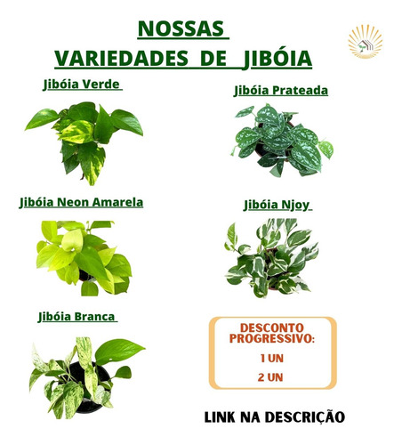 Kit 2 Muda (p) Jibóia Prateada