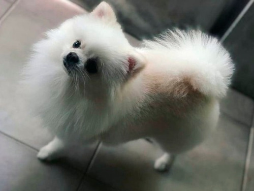 Imagen 1 de 9 de Peluquería A Domicilio Canina Y Felina Caba Gba Znorte Leer