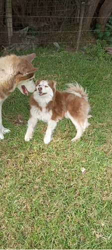 Cachorros Husky Siberianos Hembra