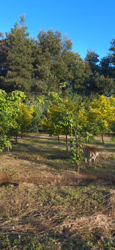 Parcela En Venta, Pelarco, Sector Lo Patricio