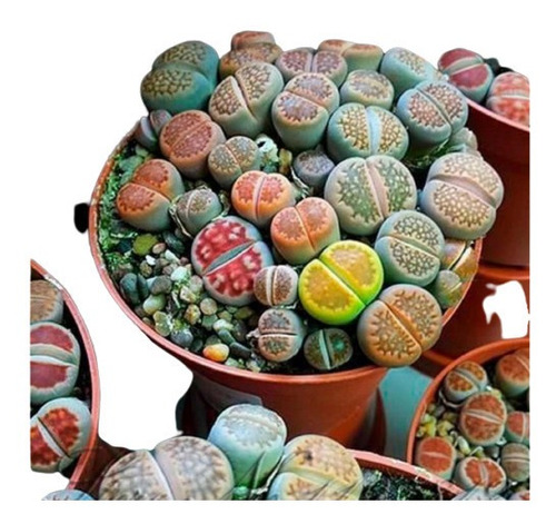 20 Sementes De Lithops Sortidos Pedra Viva Flor Cactus Cacto