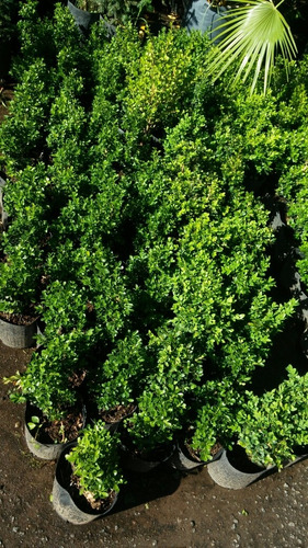 Imagen 9 de 9 de Cerco Buxus Sempervirens Bocha 10lts