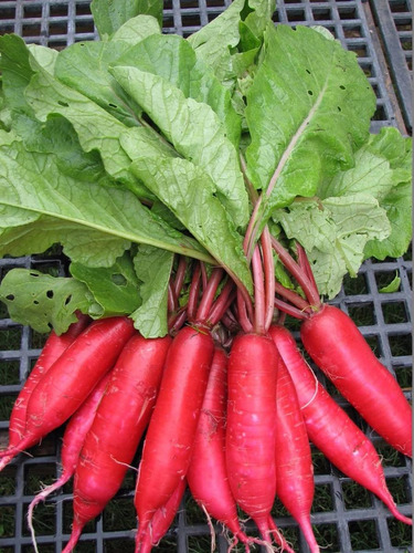 1 Lb Semilla De Rábano Largo Rojo