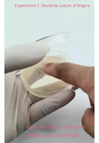 Placa De Petri De Patata, Dextrosa, Agar, Placa De Petri Bac