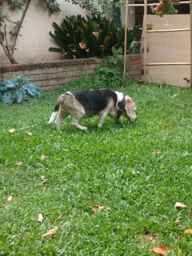 Imagen 6 de 6 de Pensionado Canino