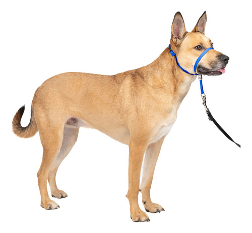 Collar Para Perro Petsafe Gentle Leader No-pull Azul Medio