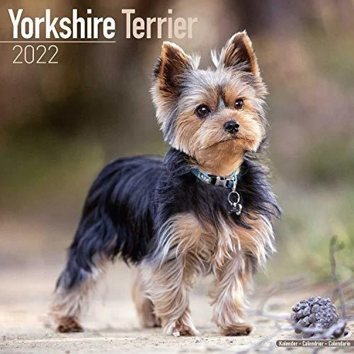 Yorkie Calendar - Yorkshire Terrier Calendar - Dog..