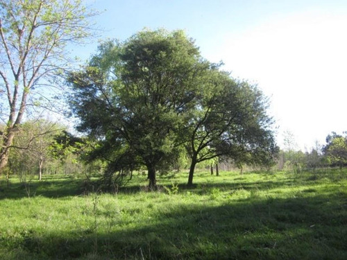 Imagen 2 de 3 de Hectárea En Venta, Pilar.
