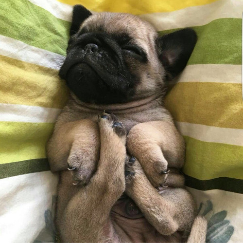 Pug Carlino 