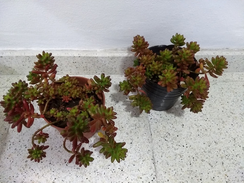 Suculenta Sedum Rubrotinctum
