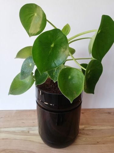 Imagen 3 de 9 de Cuchara Little Plant 22, Maceta Autorregante