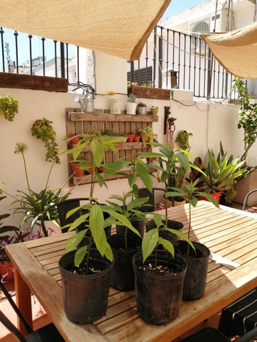 Plantines Ecológicos De Palta Hass