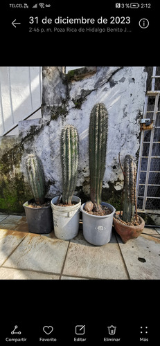 Cactus Sahuaro Saguaro Coleccionistas Agosto