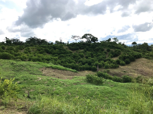 Imagen 7 de 19 de Finca De Limon Caucagua Miranda Sector Rio Negro Municipio Acevedo
