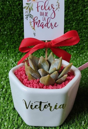 Imagen 9 de 10 de Regalos, Plantas Cactus Suculentas, Matrimonios Bautizo Misa