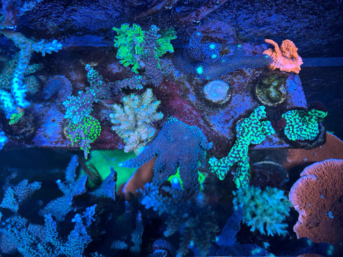 Corales Reef Blandos Zoas Sps Lps Anemonas