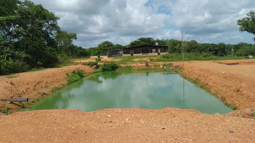 Luisa Mezones Vende Finca Operativa Edo. Cojedes Via Acarigua 