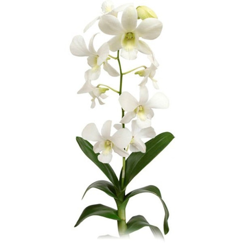 Orquídeas 3 Phalaenopsi +1 Denphal (muda) Anuncio Exclusivo | Frete grátis