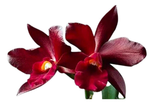 Orquidea  Pot Tutankamon ' Pop '       * Adulta *  Top