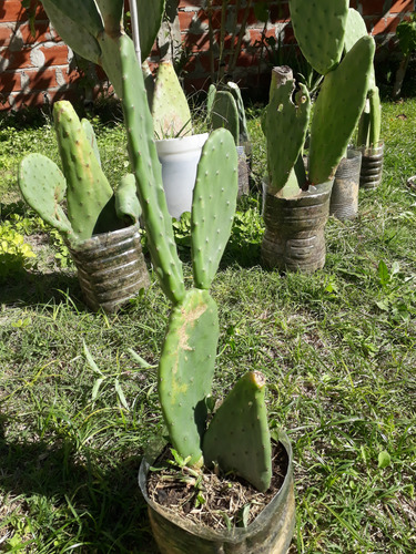 Planta De Tuna O Nopal Roja