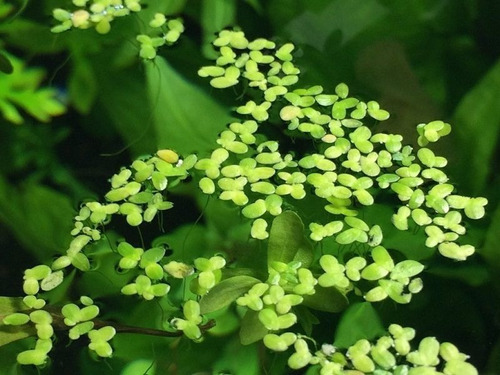 Lenteja De Agua, Lemna, Acuática Natureza Vivero Orgánico