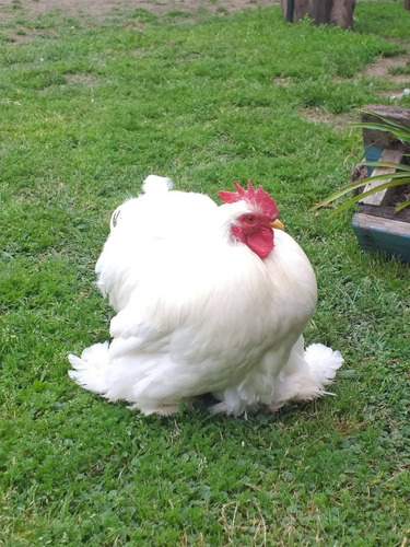 Imagen 7 de 9 de Huevos Fertiles . D .cochin Bantam Blanco Línea 100%europea