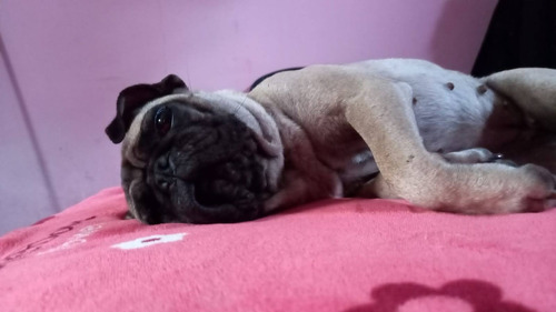  Mascota Pug Carlino