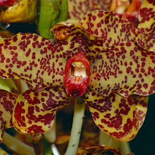 Gramatophyllum Speciosum Orquídea Exótica Coleção Touceira