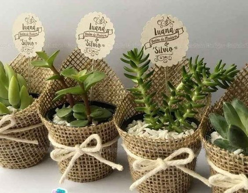 Imagen 3 de 8 de Suculentas, Cactus Recuerdos Eventos, Matrimonio,bautizo