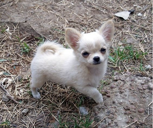 Cachorro Chihuahua Puppy Perrito Chiguagua Cachorrito
