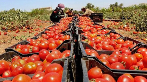 Salsa De Tomate Cosecha Nuestra 950gr