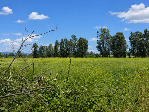 Parcela Plana De 5000m2 Dentro De Proyecto En Morza, Teno