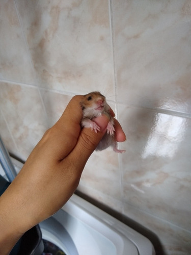 Filhotes De Hamster Sírio