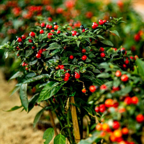 Chile Chiltepín, Planta ( Capsicum Annuum ) Más Semillas 