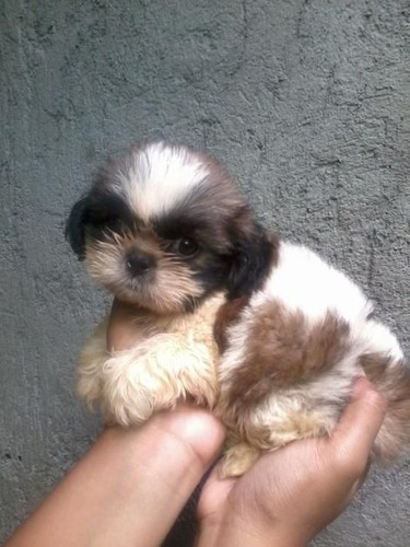 Hermosos Cachorros Shih Tzu Perros Shitzu Disponibles Pets