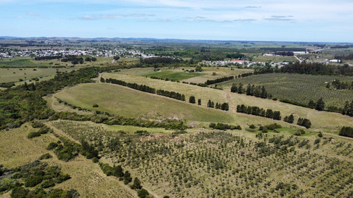 Imagen 11 de 20 de Chacras Financiadas En Pan De Azúcar. Terra Oliva